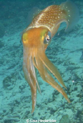 Ever curious reef squid, jewels of the sea. by Lisa Hinderlider 